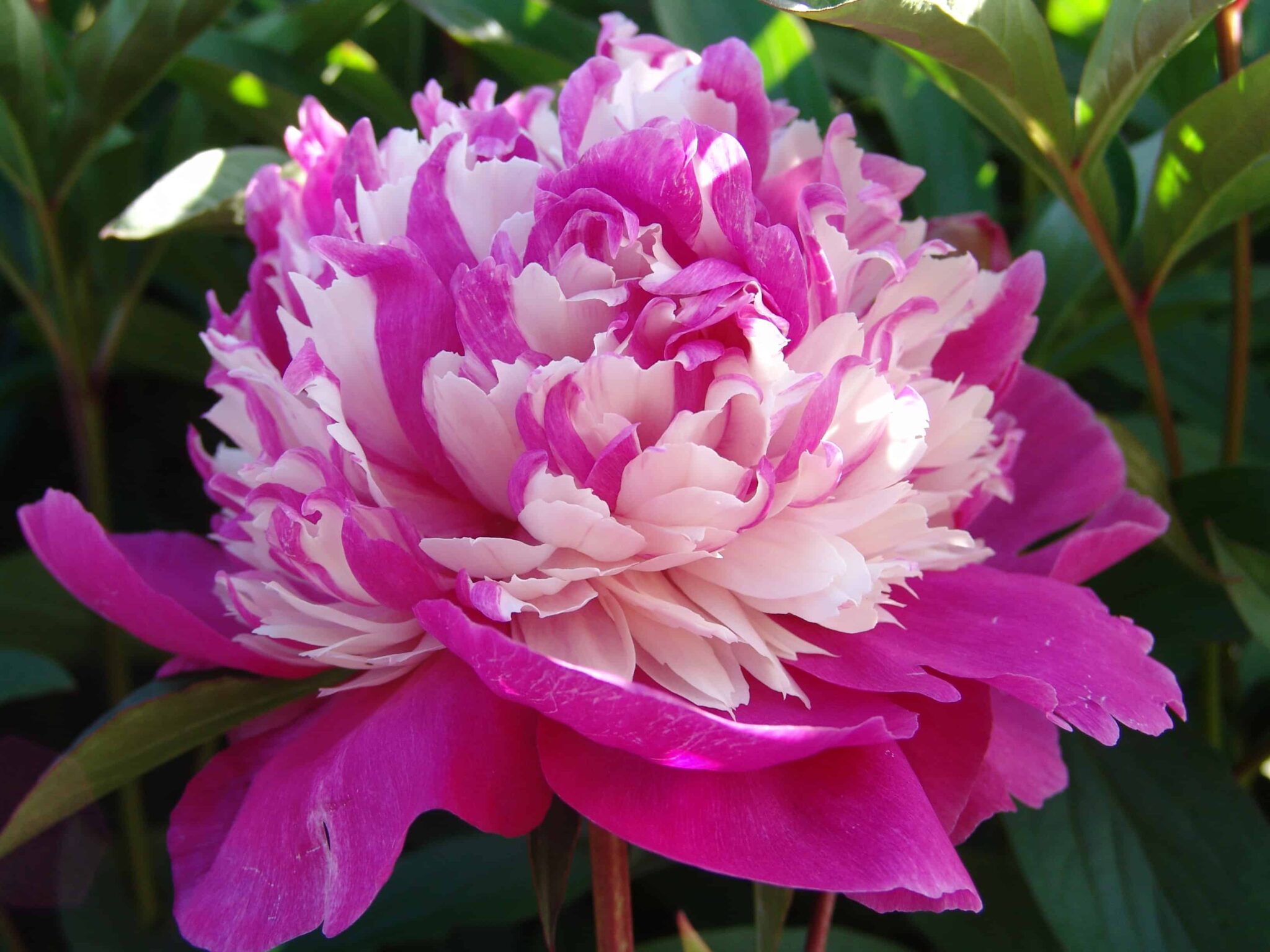 Paeonia Celebrity