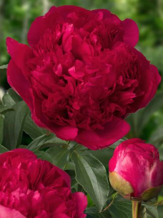 Paeonia Command Performance