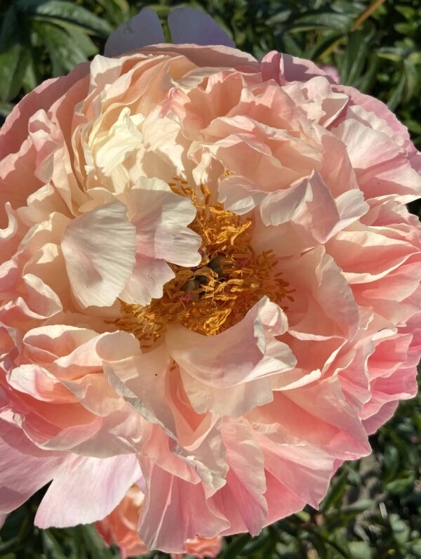 Paeonia Coral Charm