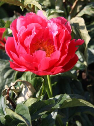 Paeonia Coral Magic - case