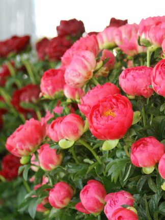 Paeonia  Coral Sunset