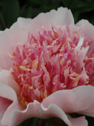 Paeonia Do Tell - bag