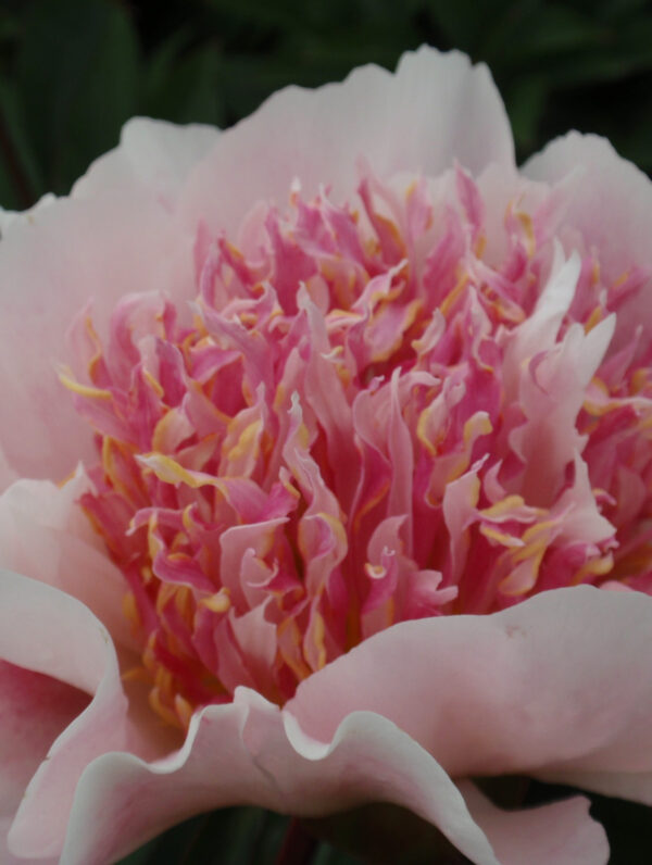 Paeonia  Do Tell