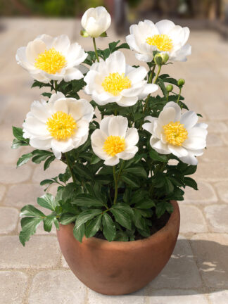 Paeonia Dublin - bag