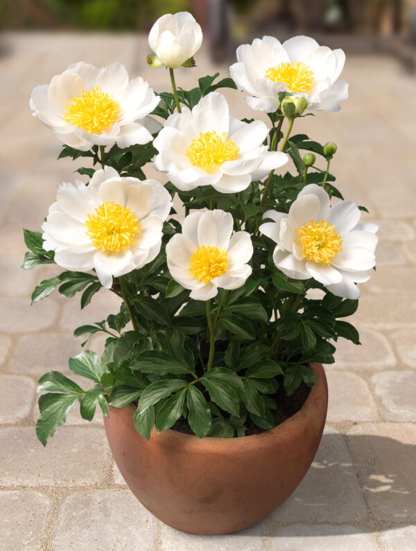 Paeonia Dublin - case