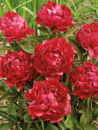 Paeonia Felix Crousse