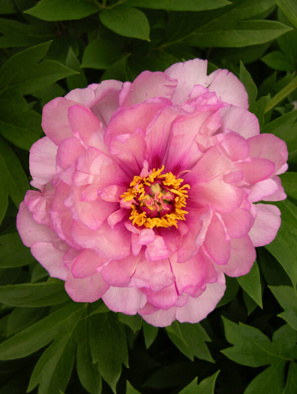 Paeonia First Arrival - case