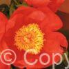Paeonia Flame