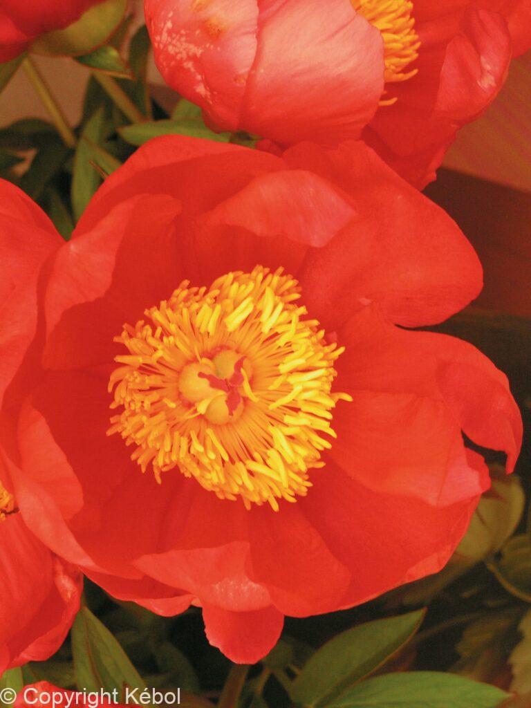 Paeonia Flame