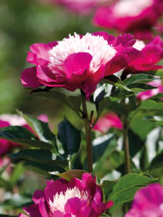 Paeonia Gay Paree