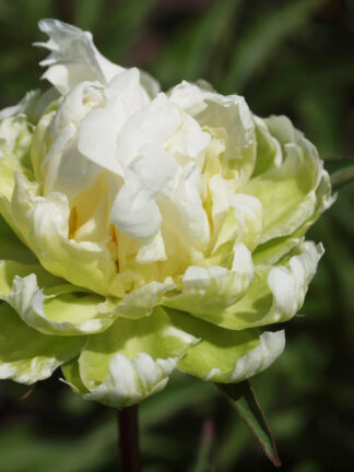 Paeonia  Green Halo