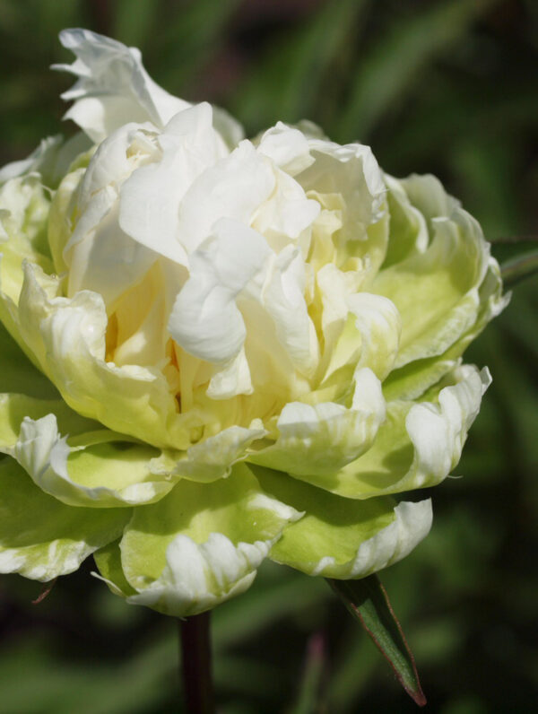 Paeonia Green Halo - bag
