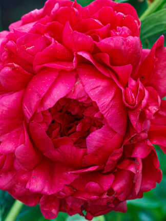 Paeonia  Henry Bockstoce