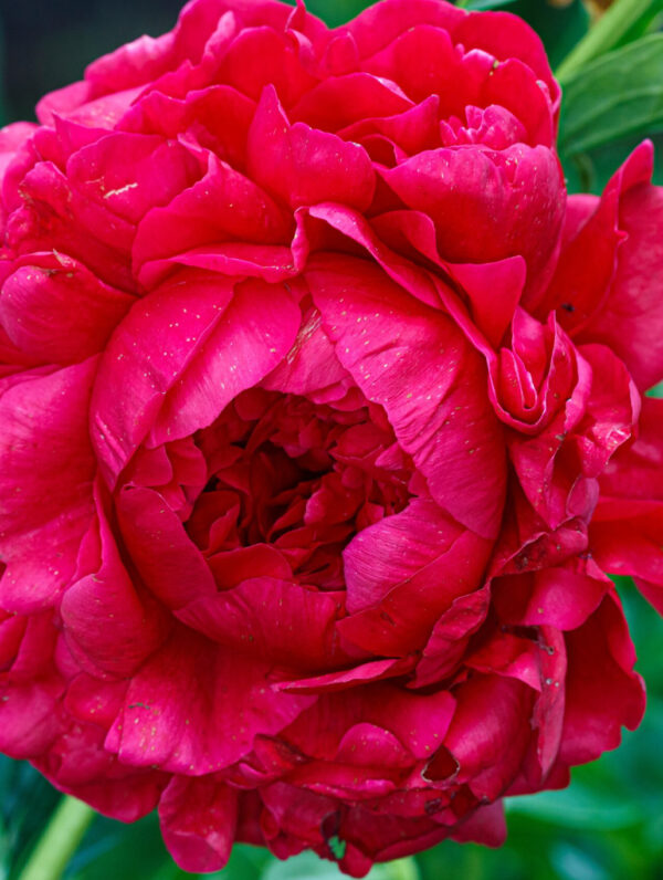 Paeonia Henry Bockstoce - case