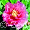 Paeonia Hillary