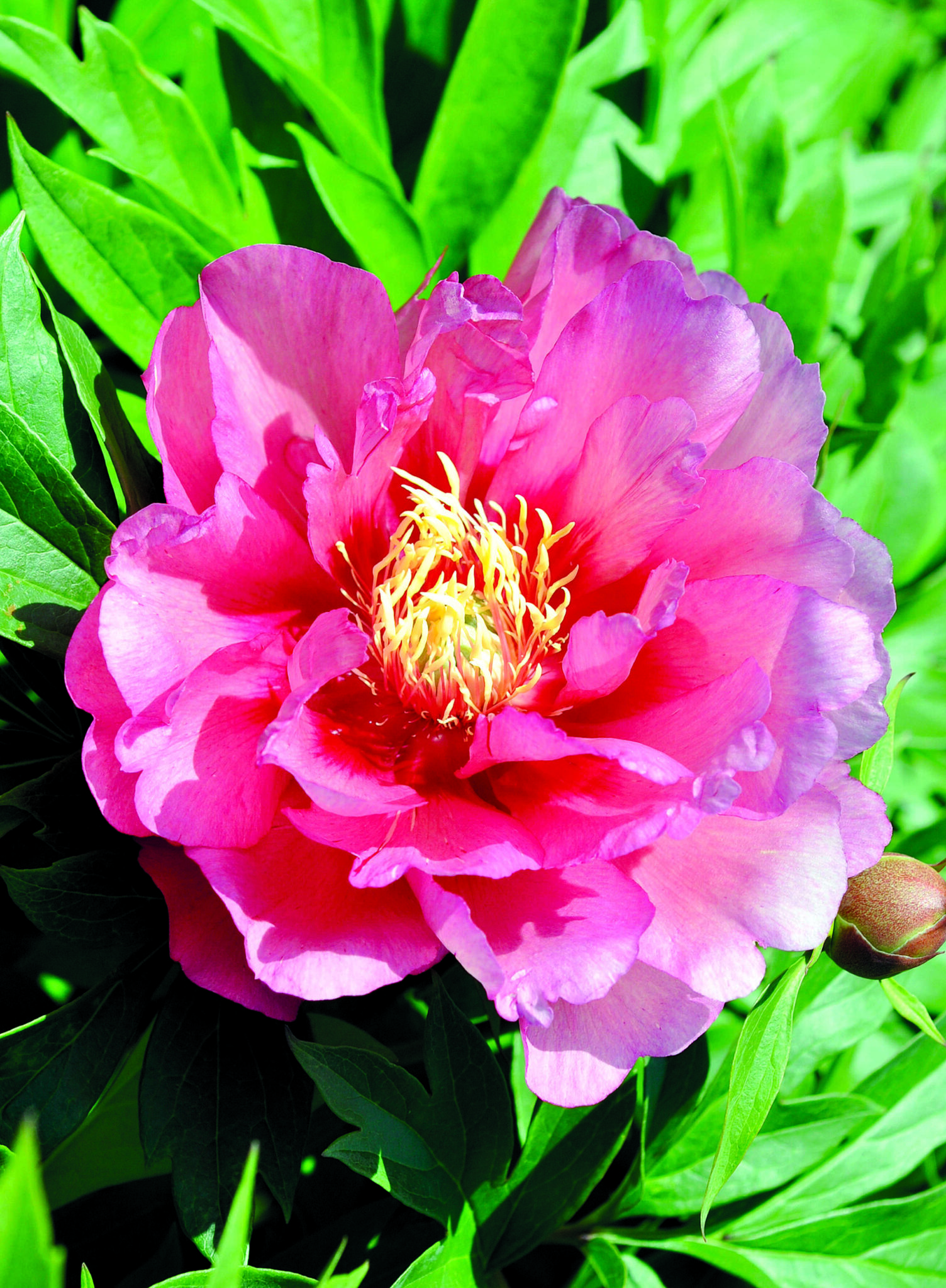 Paeonia Hillary
