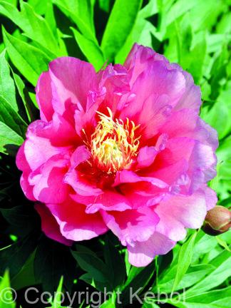 Paeonia Hillary