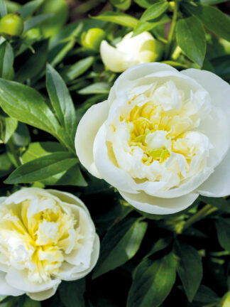 Paeonia  Immaculée