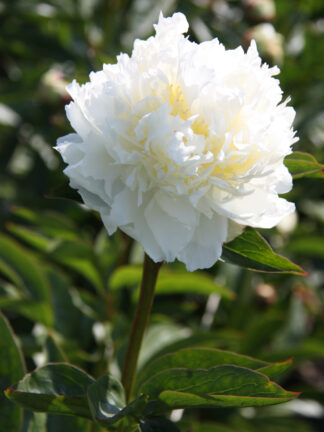 Paeonia Ivory Victory - bag