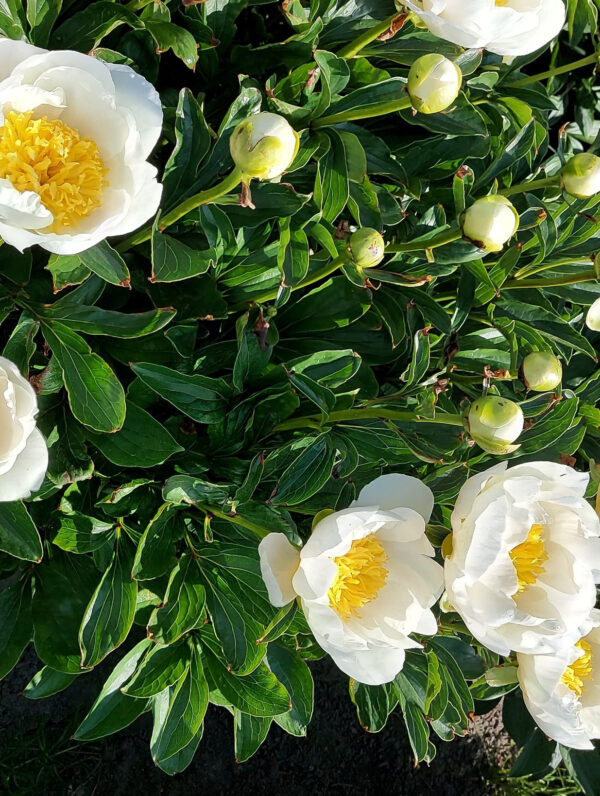 Paeonia  Jan van Leeuwen