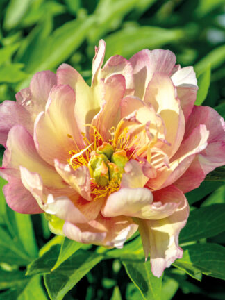 Paeonia Julia Rose - bag