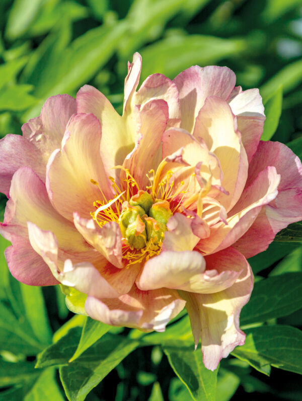 Paeonia Julia Rose - bag