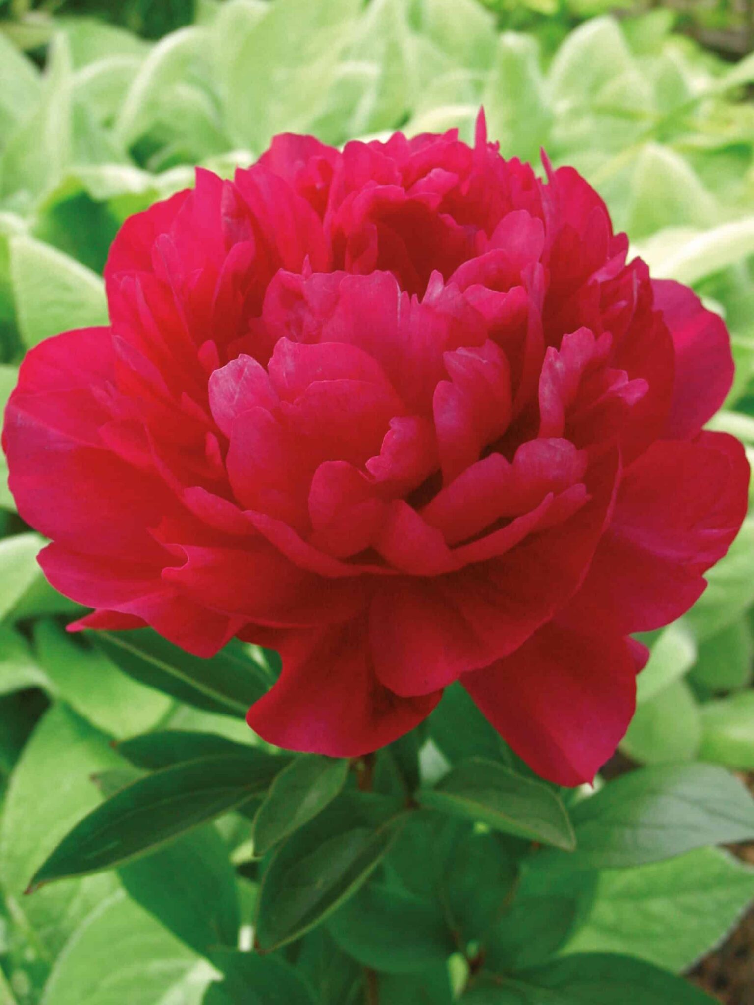 Paeonia Kansas