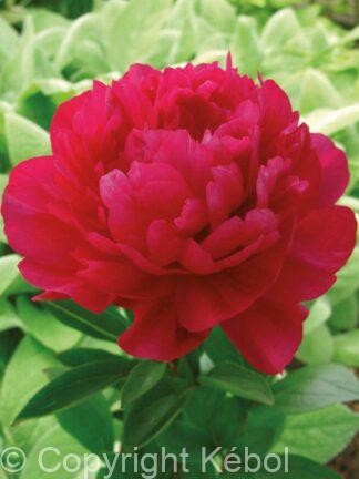 Paeonia Kansas