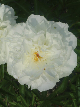 Paeonia  Kelway's Glorious