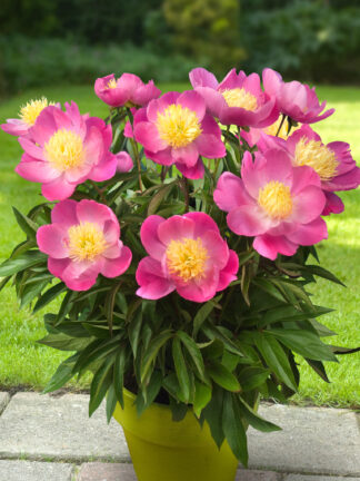 Paeonia Kiev - bag