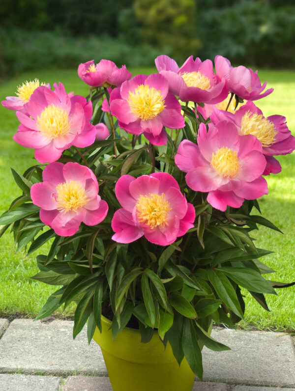 Paeonia Kiev - case