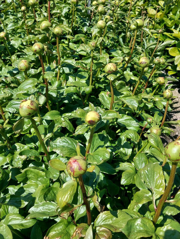 Paeonia Lemon Chiffon - case