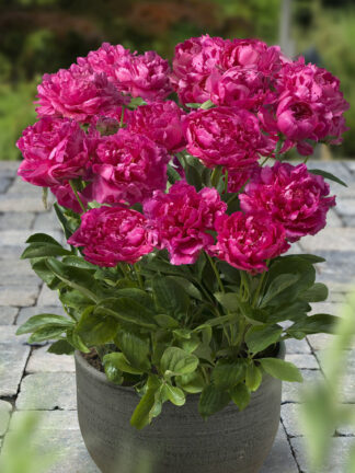 Paeonia London - bag
