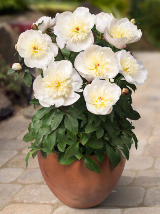 Paeonia Madrid - bag