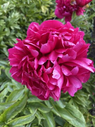 Paeonia Many Happy Returns