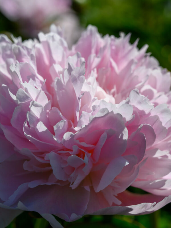 Paeonia  Mme Calot