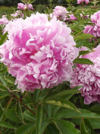 Paeonia Monsieur Jules Elie