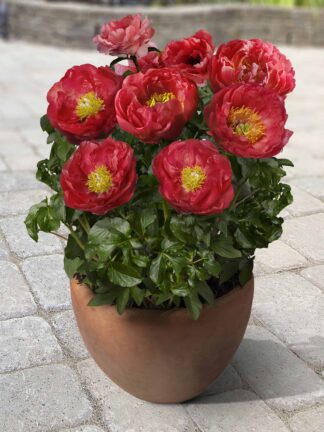 Paeonia Moscow - bag