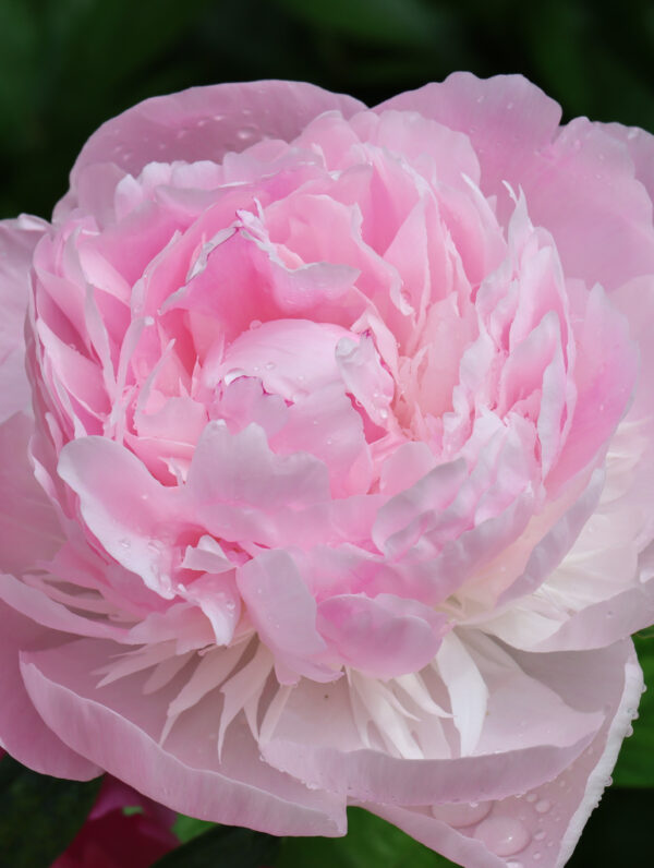 Paeonia  Nick Shaylor
