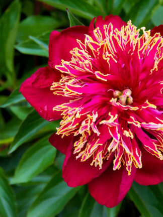 Paeonia  Nippon Beauty