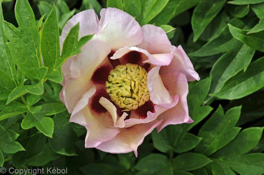 Paeonia Pastel Splendor - case - Kébol