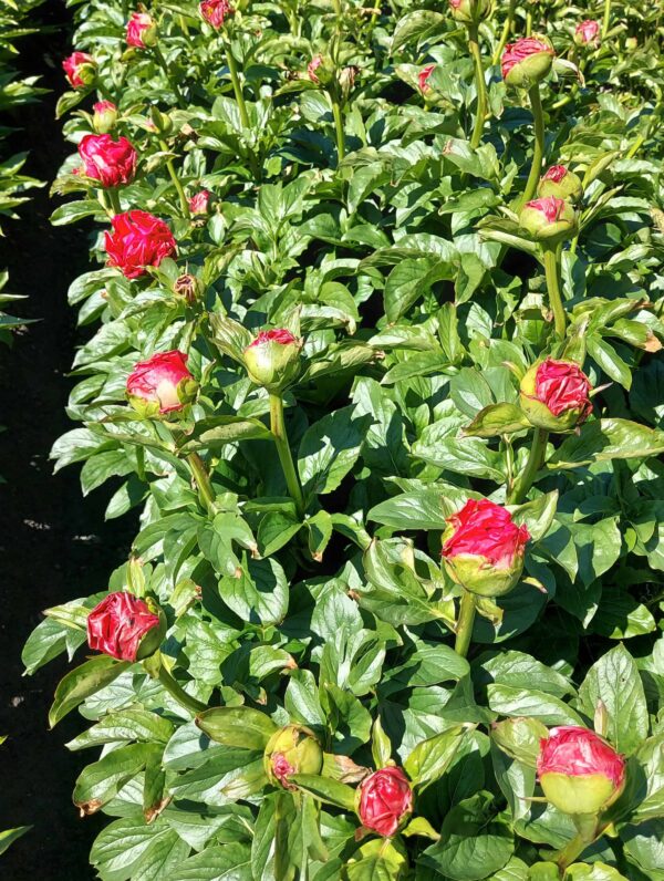 Paeonia Paula Fay - bag