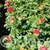Paeonia Paula Fay
