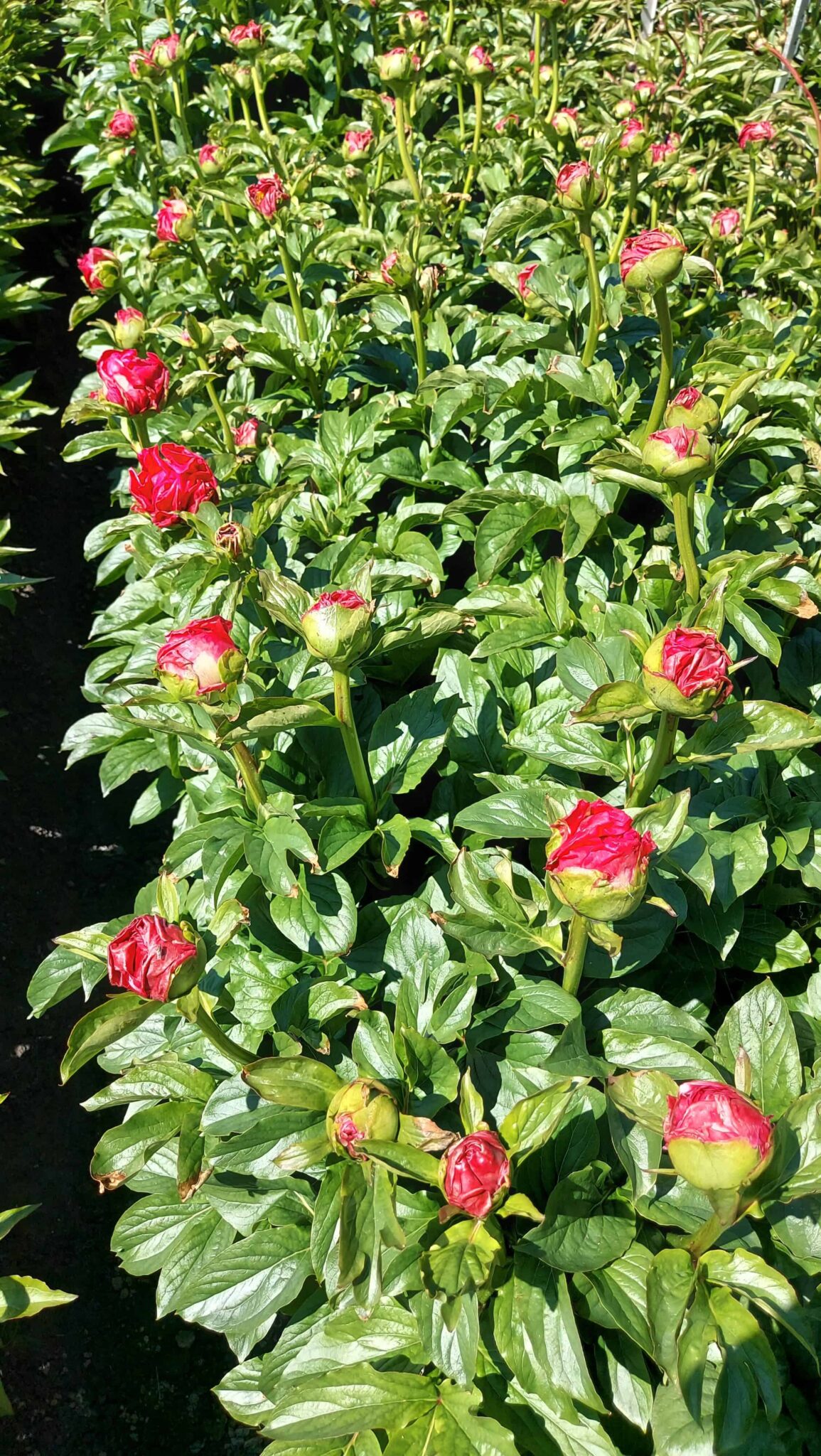 Paeonia Paula Fay
