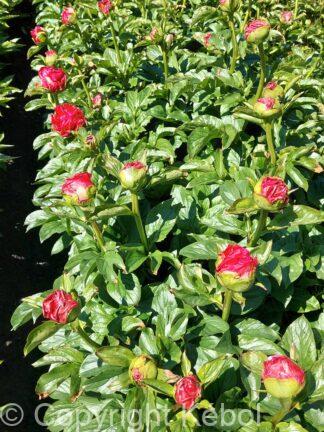 Paeonia Paula Fay - case