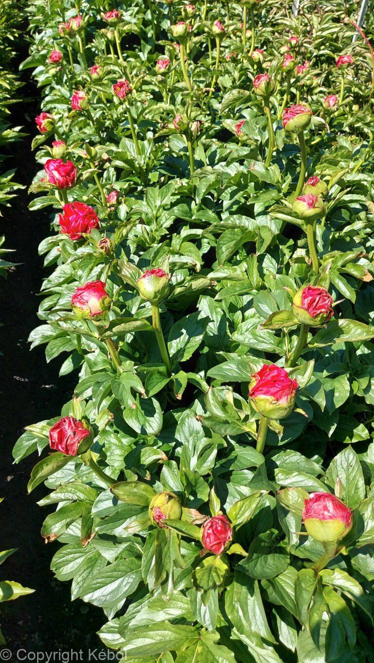 Paeonia Paula Fay