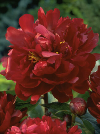 Paeonia  Peter Brand