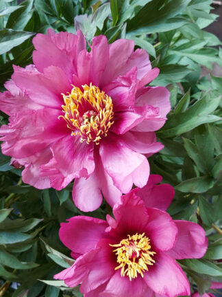 Paeonia Pink Ardour - bag