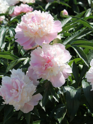 Paeonia  Raspberry Sundae