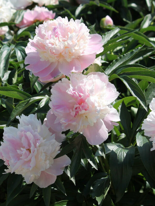Paeonia  Raspberry Sundae
